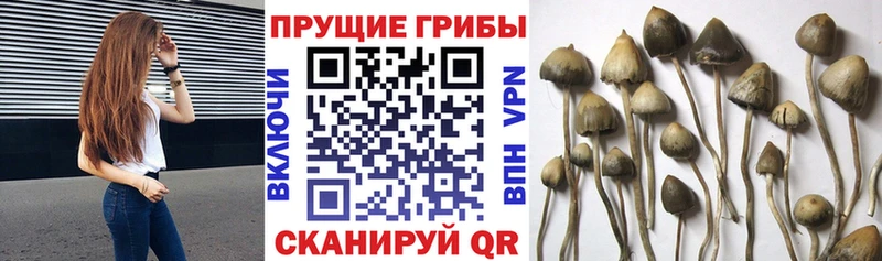 Галлюциногенные грибы Psilocybine cubensis  где найти наркотики  Лукоянов 